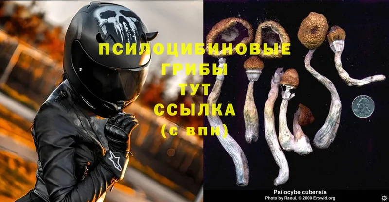 где купить наркоту  Дмитров  Галлюциногенные грибы Psilocybine cubensis 